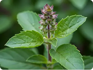 Holy Basil
