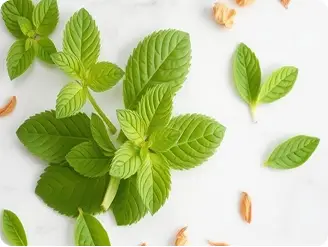 Lemon Balm